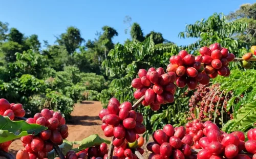 Cafacaremilhoapresentamreduonospreosnestasegunda-feira5_0605969001746246233.webp